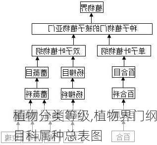 植物分类等级,植物界门纲目科属种总表图-第2张图片-花卉百科