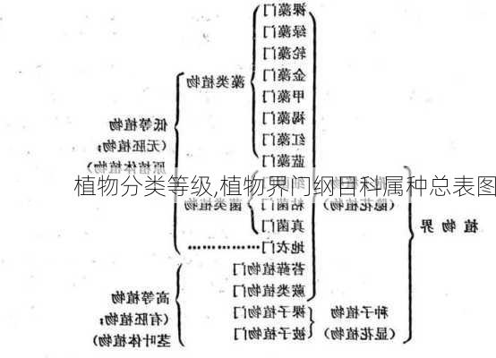 植物分类等级,植物界门纲目科属种总表图-第3张图片-花卉百科