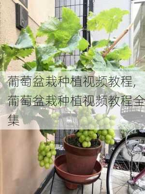 葡萄盆栽种植视频教程,葡萄盆栽种植视频教程全集