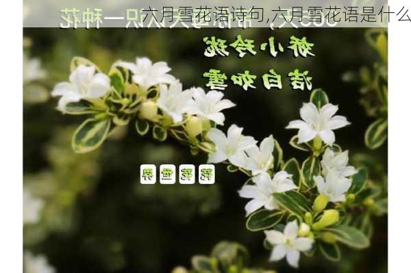 六月雪花语诗句,六月雪花语是什么-第2张图片-花卉百科