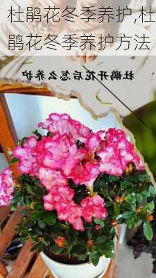 杜鹃花冬季养护,杜鹃花冬季养护方法-第2张图片-花卉百科