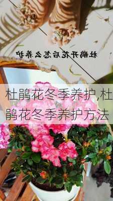 杜鹃花冬季养护,杜鹃花冬季养护方法