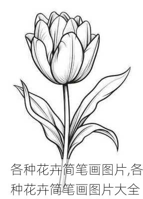 各种花卉简笔画图片,各种花卉简笔画图片大全