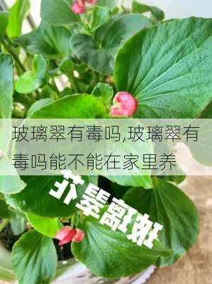 玻璃翠有毒吗,玻璃翠有毒吗能不能在家里养