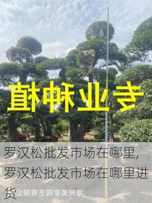 罗汉松批发市场在哪里,罗汉松批发市场在哪里进货