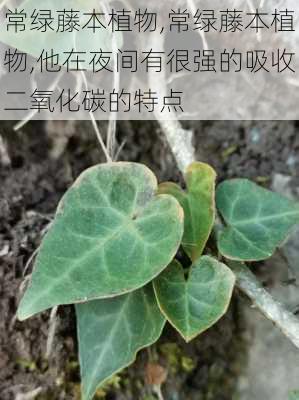 常绿藤本植物,常绿藤本植物,他在夜间有很强的吸收二氧化碳的特点