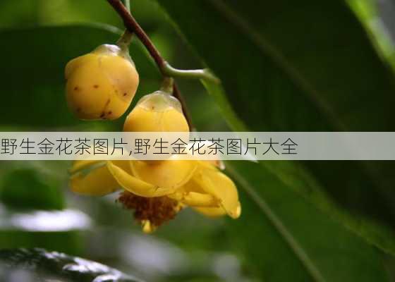 野生金花茶图片,野生金花茶图片大全-第2张图片-花卉百科