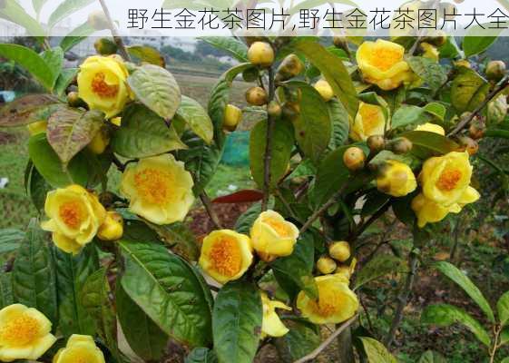 野生金花茶图片,野生金花茶图片大全-第3张图片-花卉百科