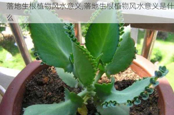 落地生根植物风水意义,落地生根植物风水意义是什么-第3张图片-花卉百科