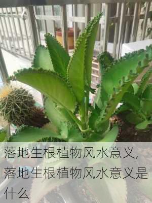 落地生根植物风水意义,落地生根植物风水意义是什么-第2张图片-花卉百科