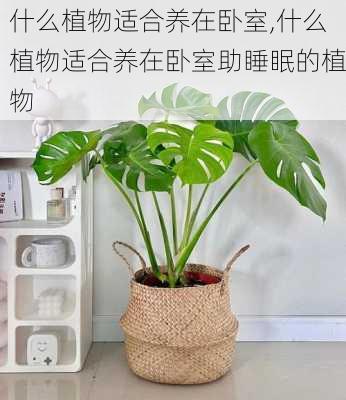 什么植物适合养在卧室,什么植物适合养在卧室助睡眠的植物-第1张图片-花卉百科