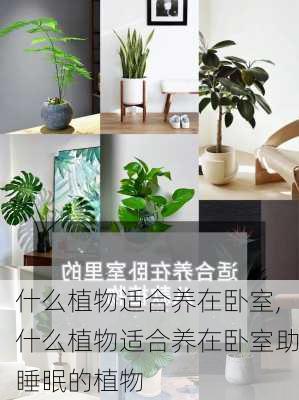 什么植物适合养在卧室,什么植物适合养在卧室助睡眠的植物-第2张图片-花卉百科