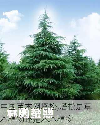 中国苗木网塔松,塔松是草本植物还是木本植物-第3张图片-花卉百科