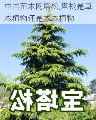 中国苗木网塔松,塔松是草本植物还是木本植物-第2张图片-花卉百科