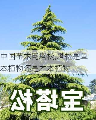 中国苗木网塔松,塔松是草本植物还是木本植物