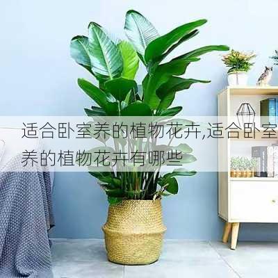 适合卧室养的植物花卉,适合卧室养的植物花卉有哪些-第3张图片-花卉百科