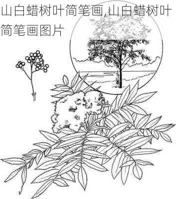 山白蜡树叶简笔画,山白蜡树叶简笔画图片-第1张图片-花卉百科