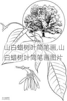 山白蜡树叶简笔画,山白蜡树叶简笔画图片-第2张图片-花卉百科