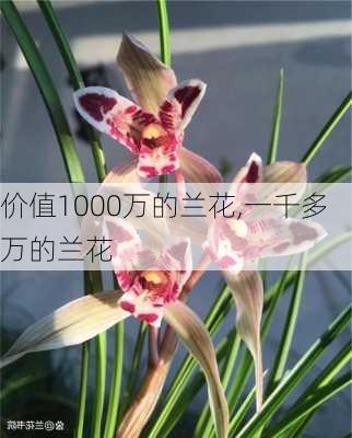 价值1000万的兰花,一千多万的兰花