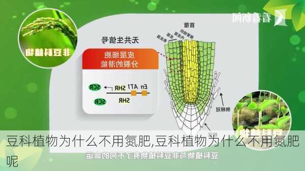 豆科植物为什么不用氮肥,豆科植物为什么不用氮肥呢