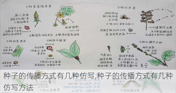 种子的传播方式有几种仿写,种子的传播方式有几种仿写方法-第2张图片-花卉百科