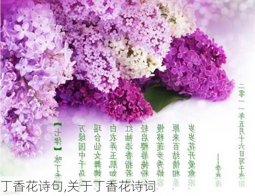 丁香花诗句,关于丁香花诗词-第3张图片-花卉百科