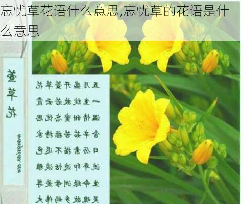 忘忧草花语什么意思,忘忧草的花语是什么意思