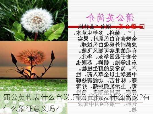 蒲公英代表什么含义,蒲公英代表什么含义?有什么象征意义吗?-第2张图片-花卉百科