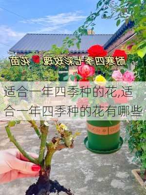 适合一年四季种的花,适合一年四季种的花有哪些