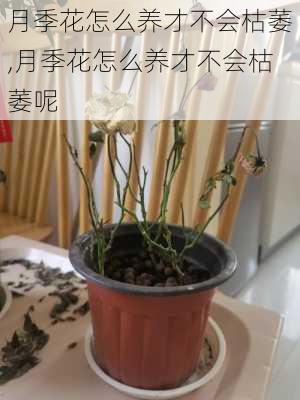 月季花怎么养才不会枯萎,月季花怎么养才不会枯萎呢-第3张图片-花卉百科