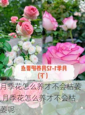 月季花怎么养才不会枯萎,月季花怎么养才不会枯萎呢-第1张图片-花卉百科