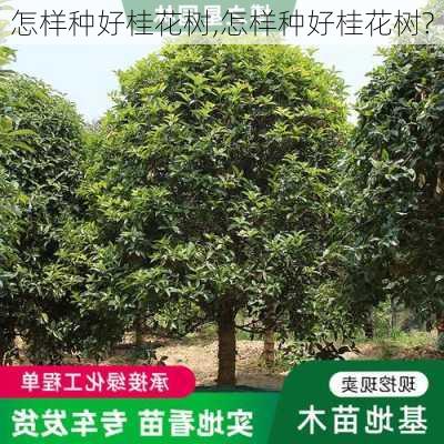 怎样种好桂花树,怎样种好桂花树?-第3张图片-花卉百科