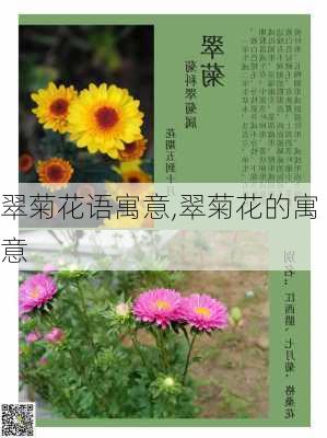 翠菊花语寓意,翠菊花的寓意