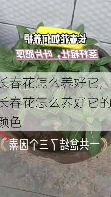 长春花怎么养好它,长春花怎么养好它的颜色