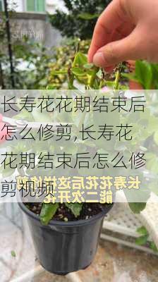 长寿花花期结束后怎么修剪,长寿花花期结束后怎么修剪视频