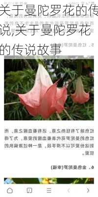 关于曼陀罗花的传说,关于曼陀罗花的传说故事