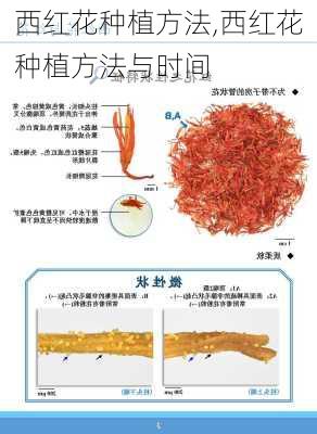 西红花种植方法,西红花种植方法与时间