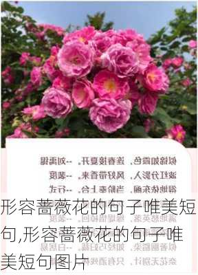 形容蔷薇花的句子唯美短句,形容蔷薇花的句子唯美短句图片