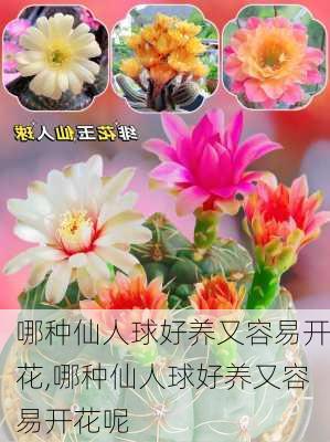 哪种仙人球好养又容易开花,哪种仙人球好养又容易开花呢