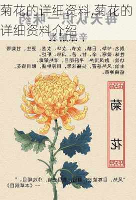 菊花的详细资料,菊花的详细资料介绍