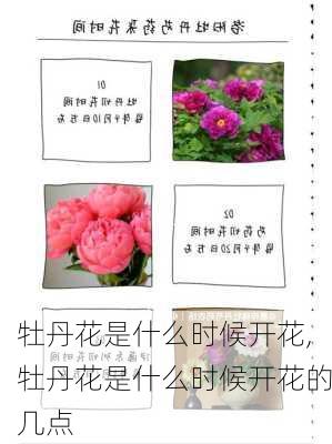 牡丹花是什么时候开花,牡丹花是什么时候开花的几点