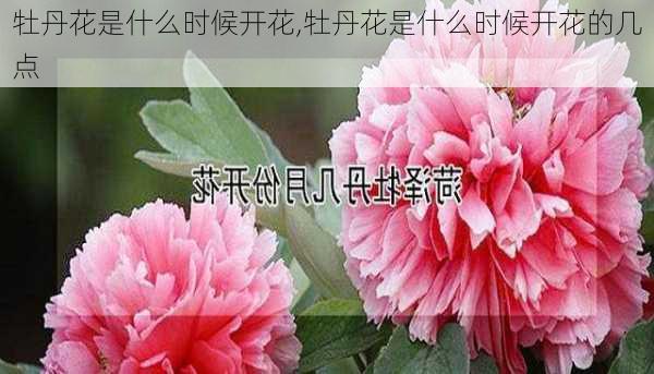 牡丹花是什么时候开花,牡丹花是什么时候开花的几点-第3张图片-花卉百科