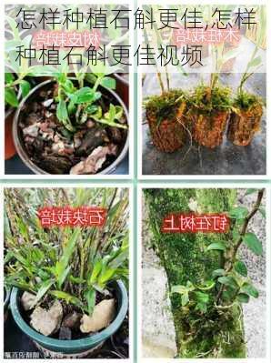 怎样种植石斛更佳,怎样种植石斛更佳视频