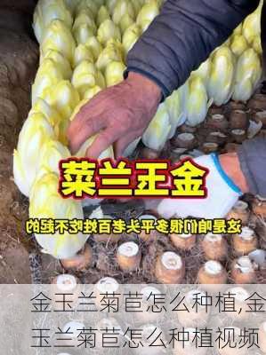 金玉兰菊苣怎么种植,金玉兰菊苣怎么种植视频