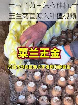 金玉兰菊苣怎么种植,金玉兰菊苣怎么种植视频-第2张图片-花卉百科