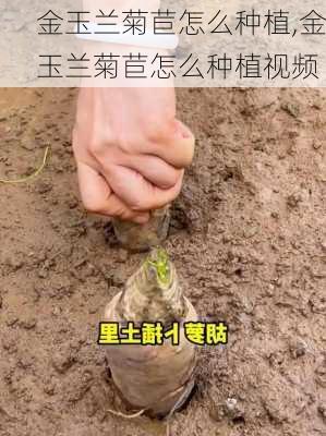 金玉兰菊苣怎么种植,金玉兰菊苣怎么种植视频-第3张图片-花卉百科