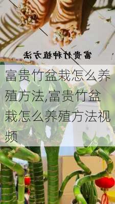 富贵竹盆栽怎么养殖方法,富贵竹盆栽怎么养殖方法视频