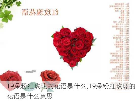 19朵粉红玫瑰的花语是什么,19朵粉红玫瑰的花语是什么意思-第2张图片-花卉百科