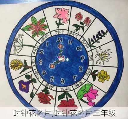 时钟花图片,时钟花图片三年级