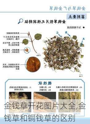 金钱草开花图片大全,金钱草和铜钱草的区别